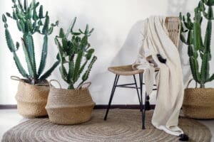 house plants