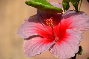 vibrant hibiscus flowers